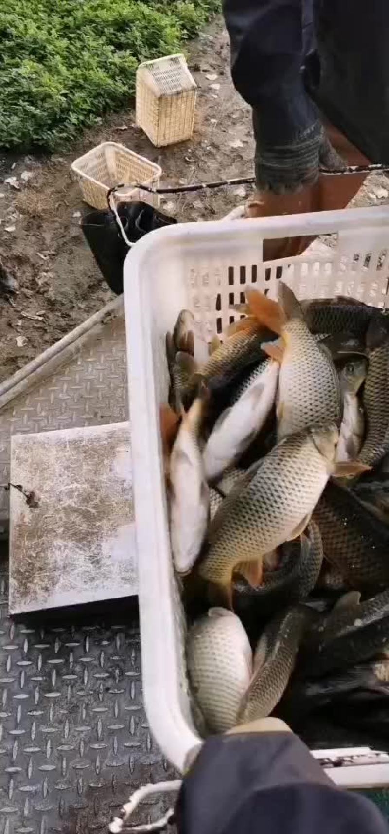黄金鲫银鲫鱼中科三号鲫鱼