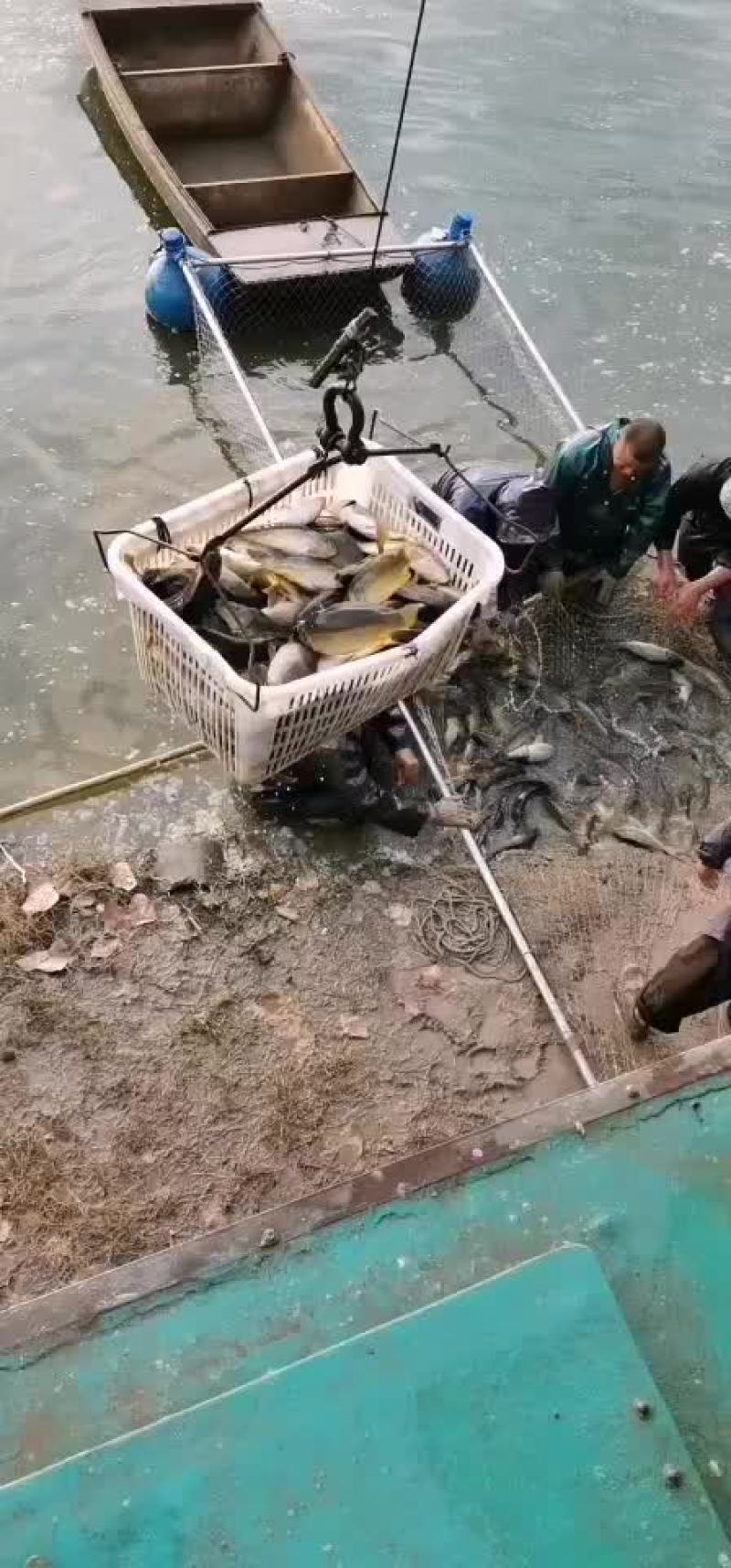 黄金鲫银鲫鱼中科三号鲫鱼