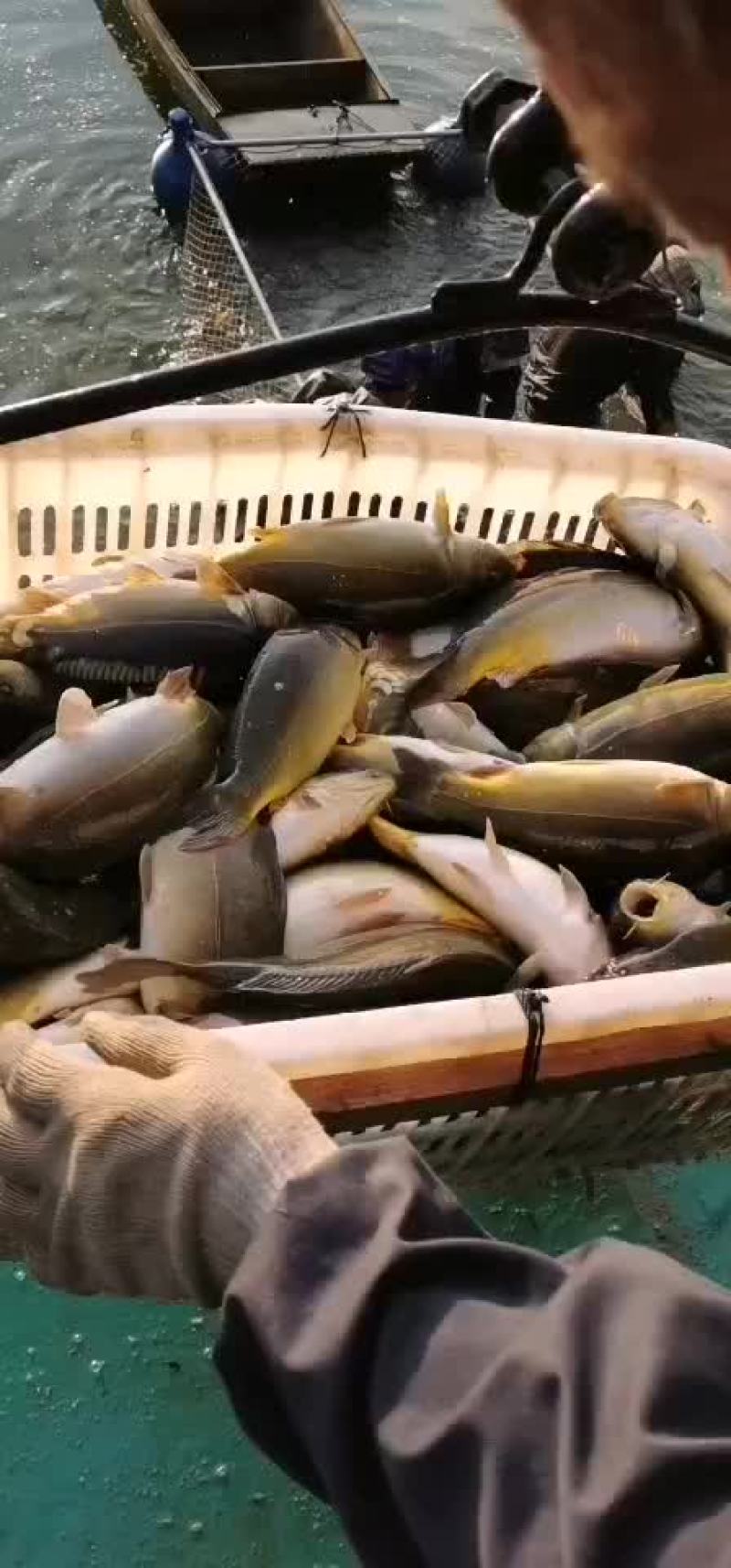 黄金鲫银鲫鱼中科三号鲫鱼