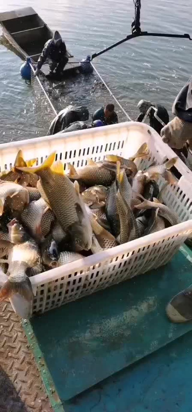 黄金鲫银鲫鱼中科三号鲫鱼