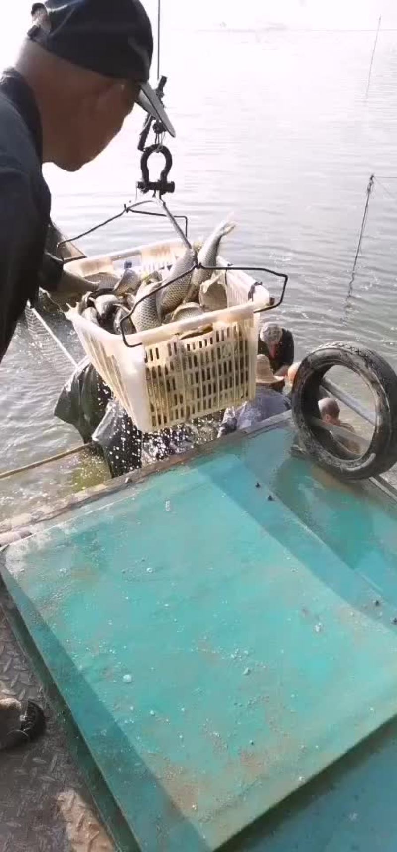 黄金鲫银鲫鱼中科三号鲫鱼