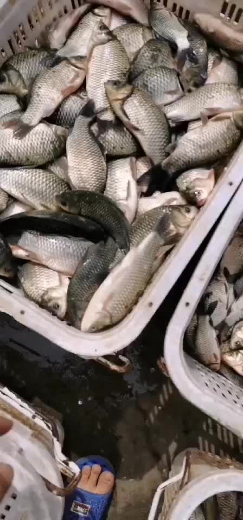 黄金鲫银鲫鱼中科三号鲫鱼