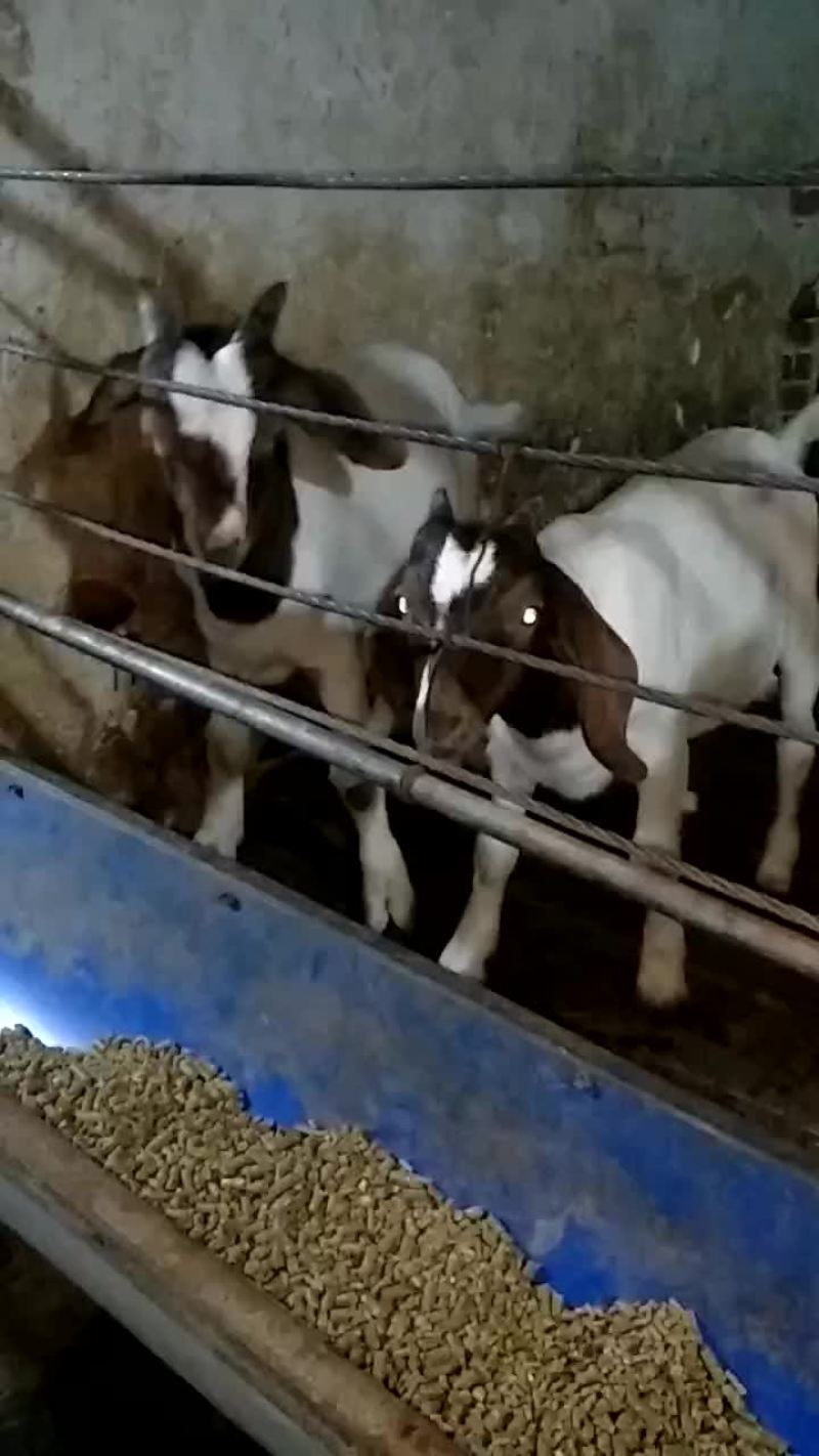 种母