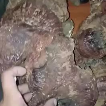 东北地区野生松衫灵芝十公分以上纯野生纯天然