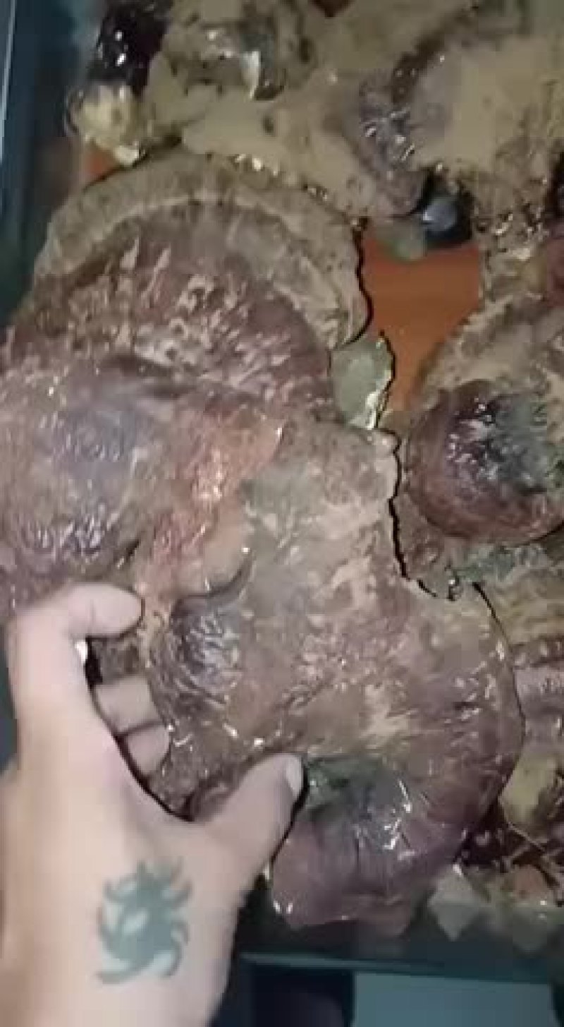 东北地区野生松衫灵芝十公分以上纯野生纯天然