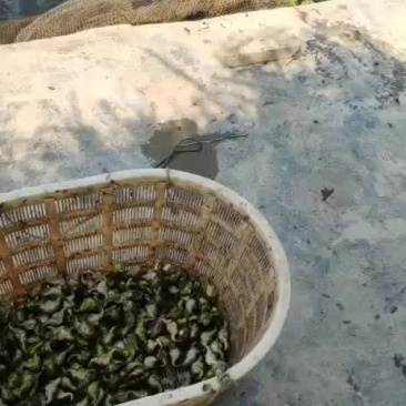 正宗青皮菱角
