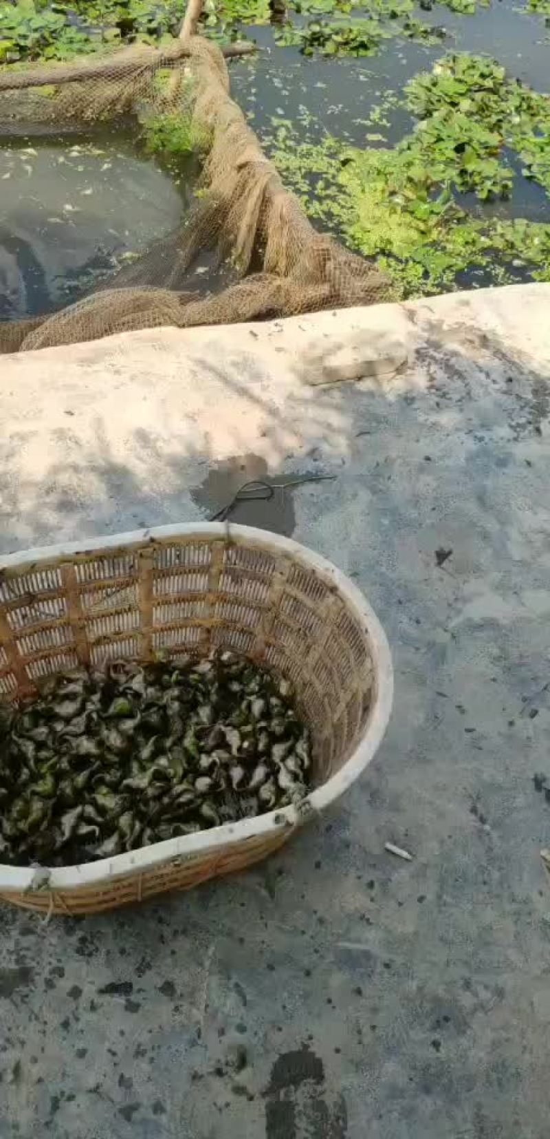 正宗青皮菱角