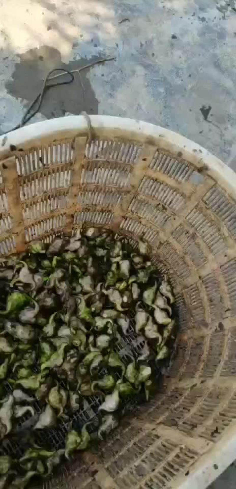 大青菱角