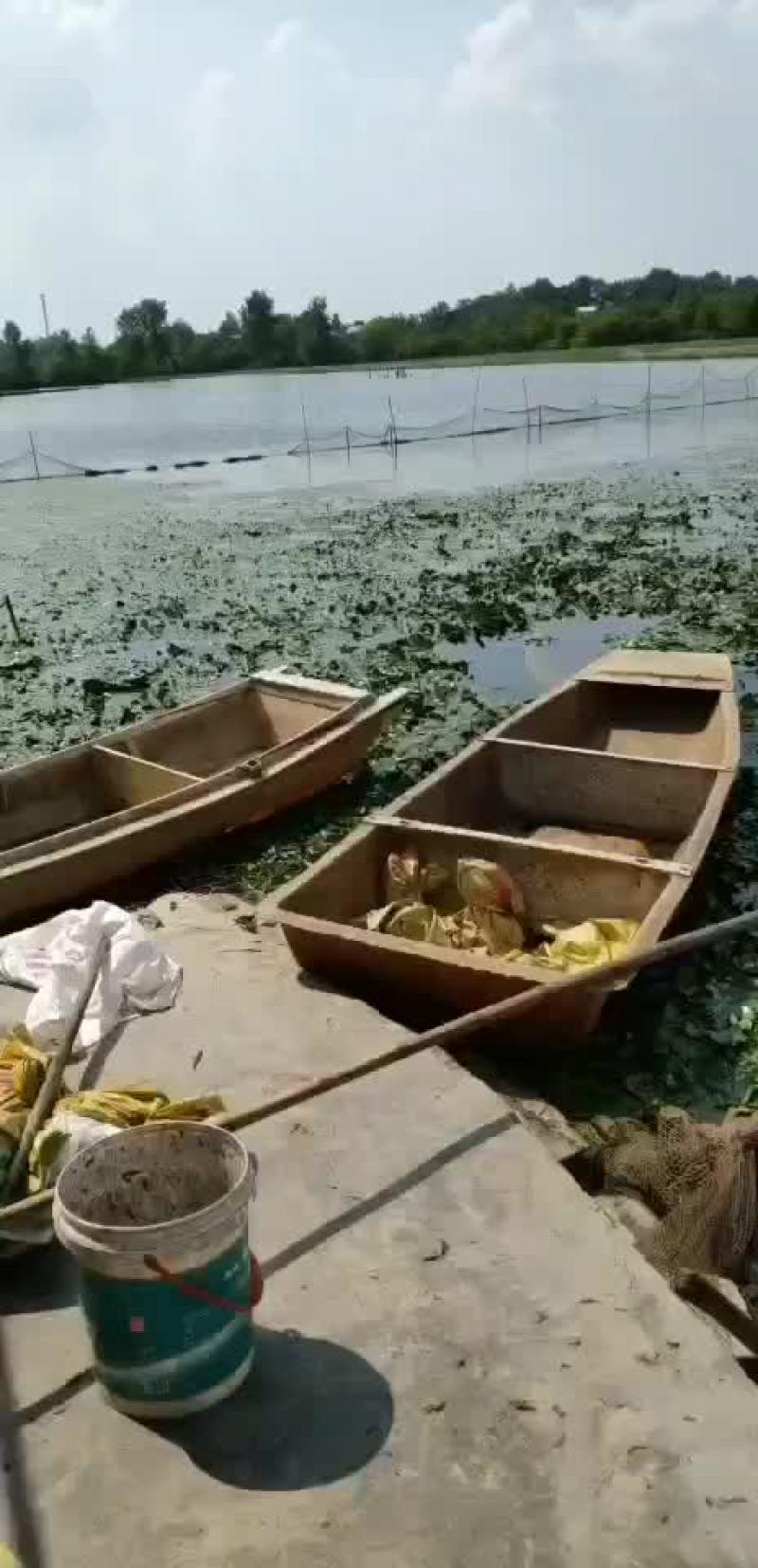 大青菱角