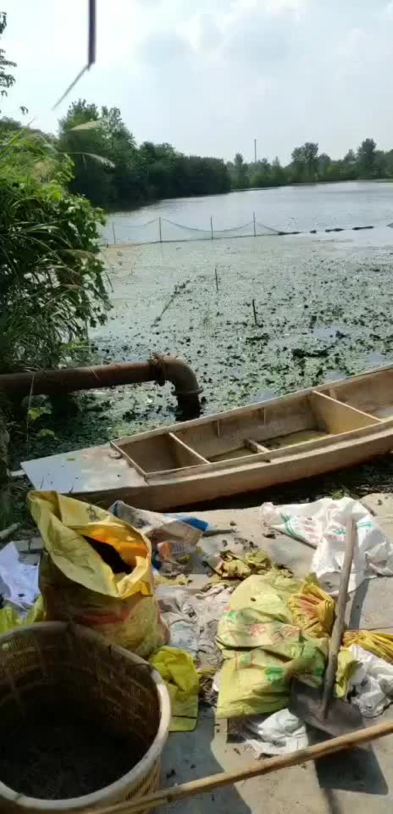 大青菱角