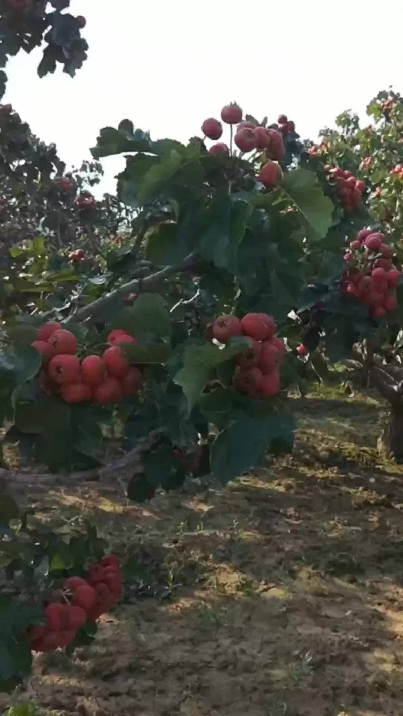 山楂