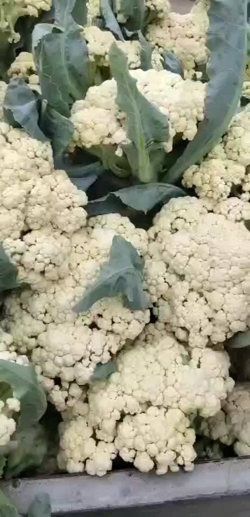 青梗花菜，有机花菜。