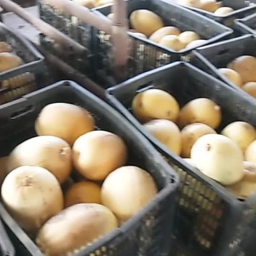 金丝搅瓜