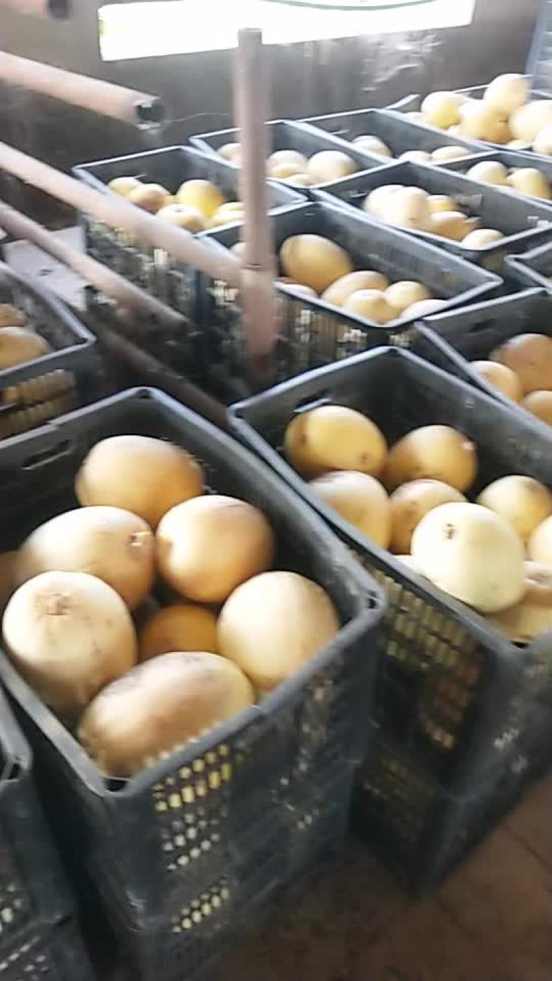 金丝搅瓜