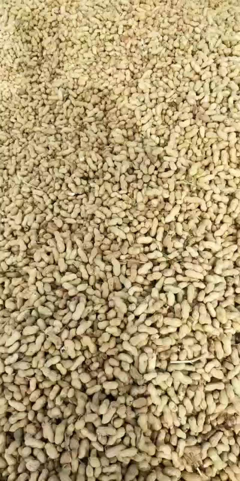 果亮度好，饱满度好通货花生果