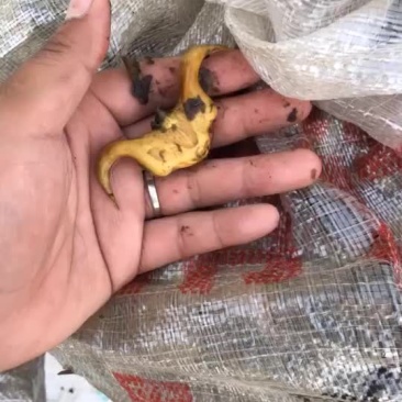 菱角