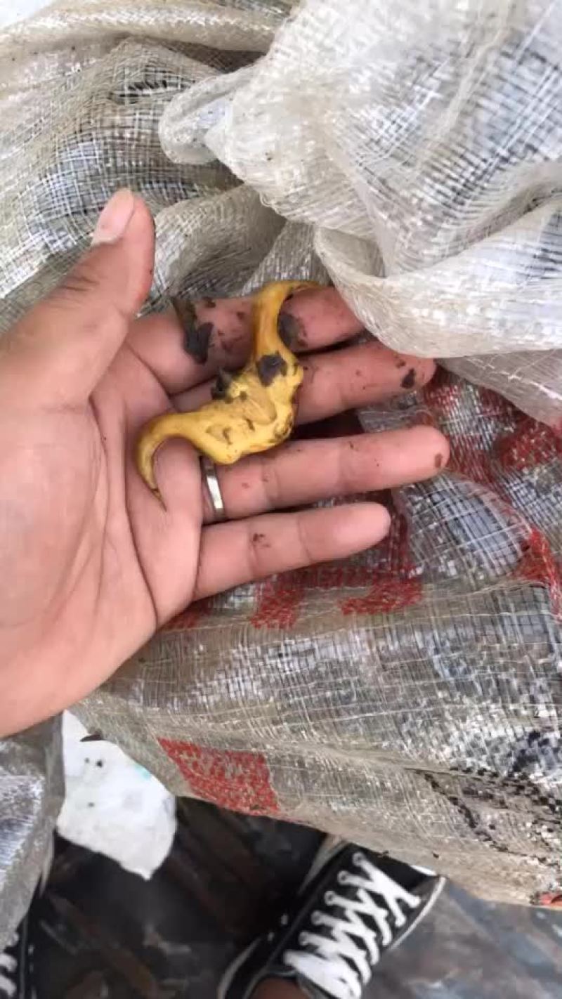 菱角