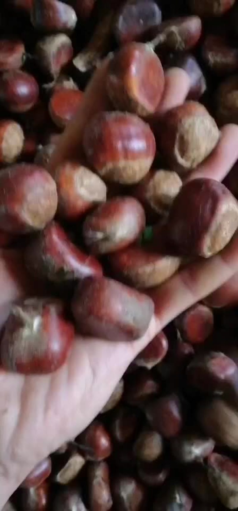 坚果