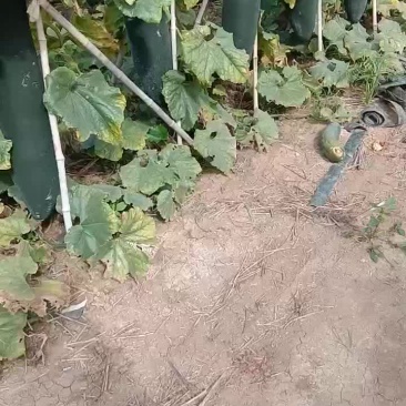 黑皮吊冬瓜