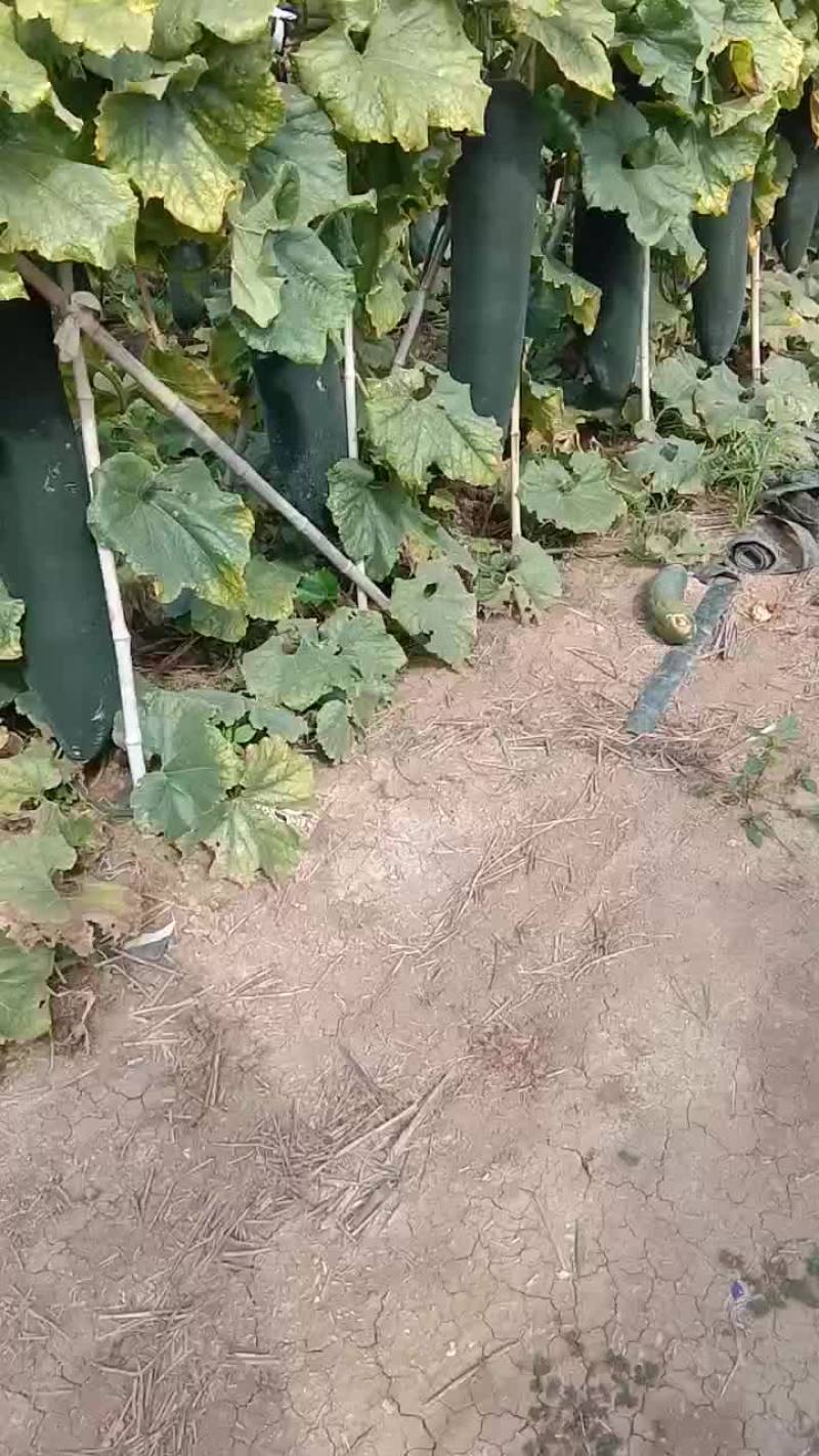 黑皮吊冬瓜