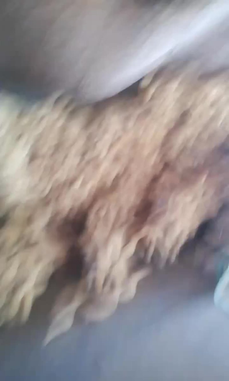 新丝瓜络出售