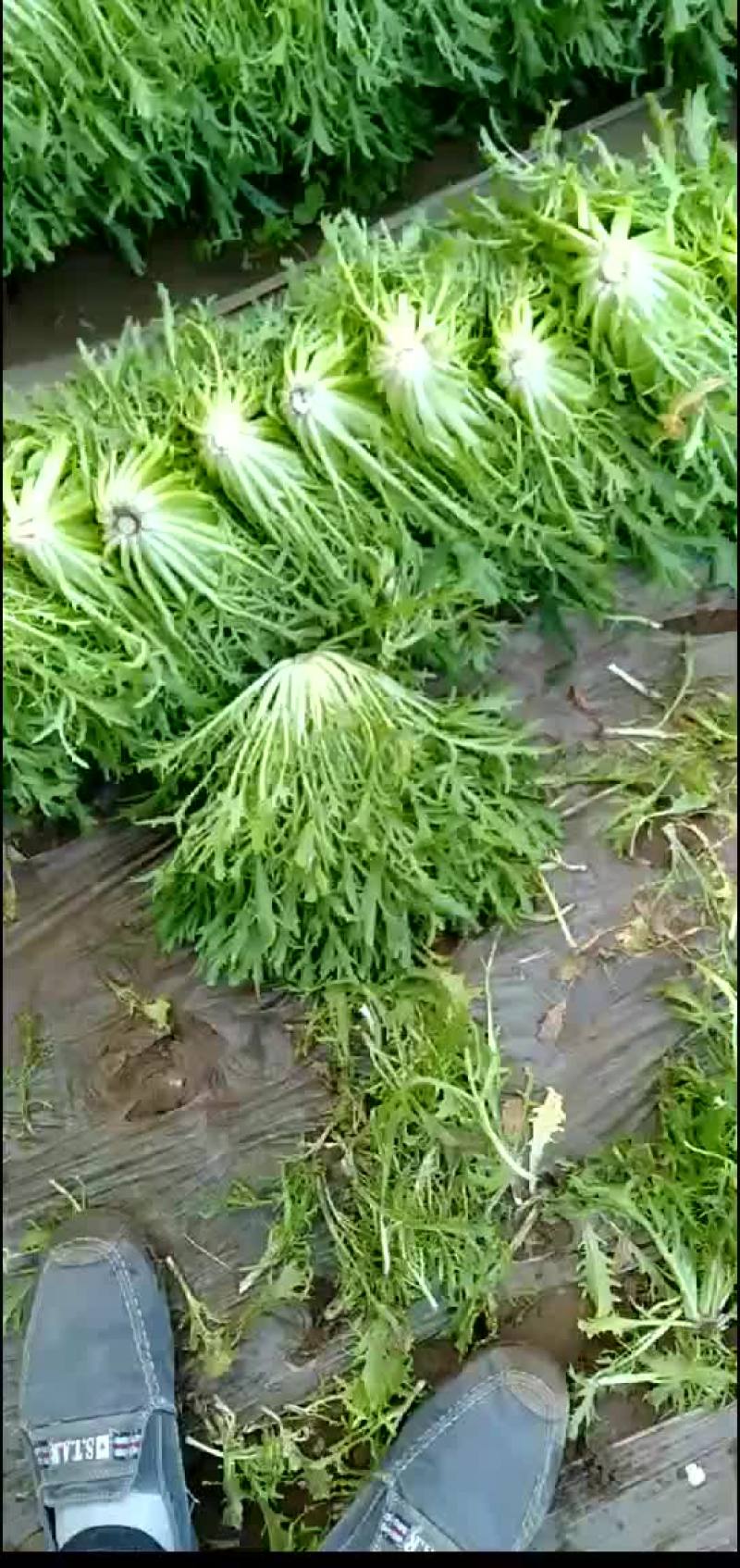 精品苦菊价格有所回落质量完美有一流的团队
