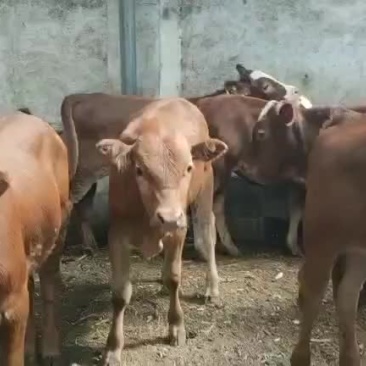 黄牛犊黄牛苗黄牛仔免费送货,货到付款