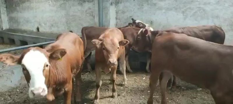 黄牛犊黄牛苗黄牛仔免费送货，货到付款