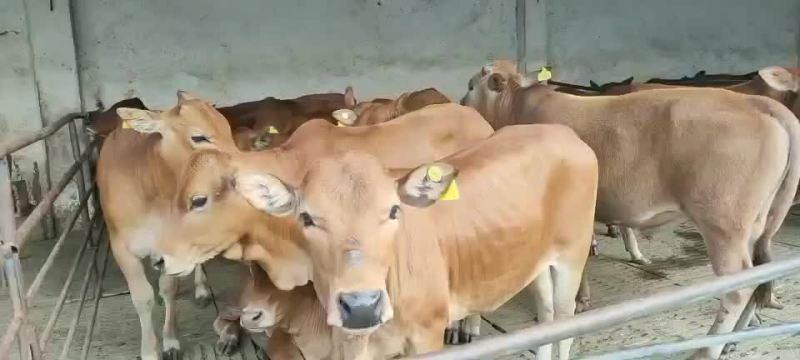 黄牛犊黄牛苗黄牛仔免费送货，货到付款