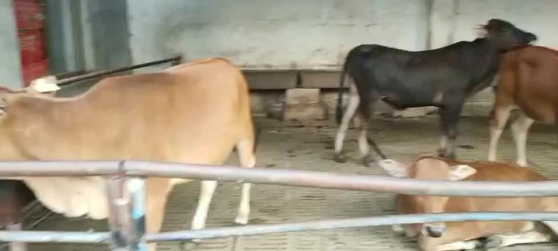黄牛犊黄牛苗黄牛仔免费送货，货到付款