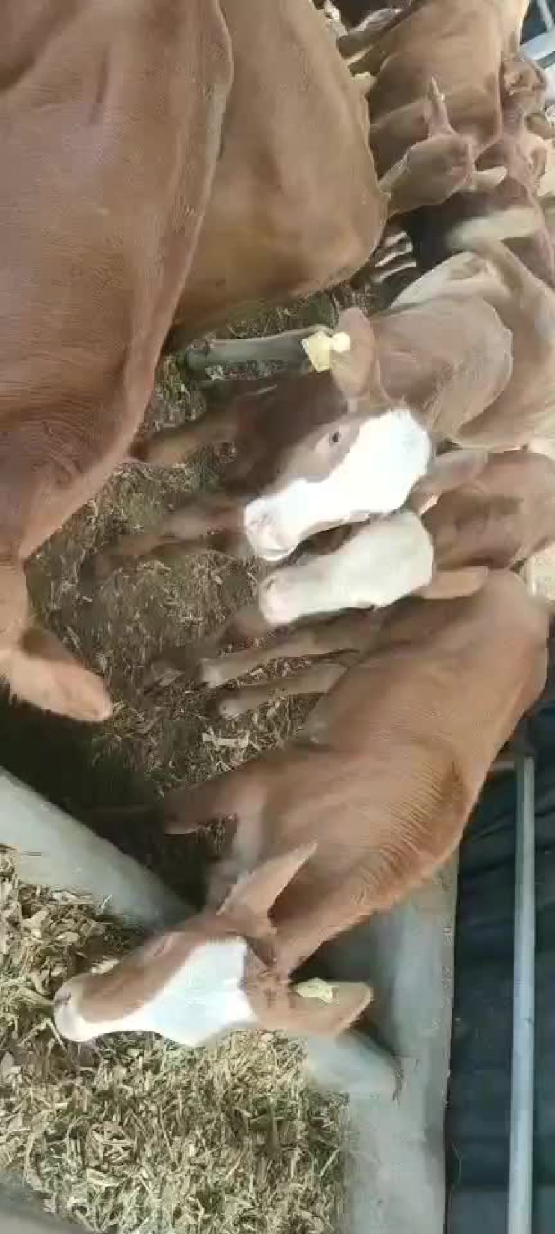黄牛犊黄牛苗黄牛仔免费送货，货到付款