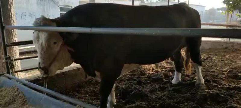 黄牛犊黄牛苗黄牛仔免费送货，货到付款