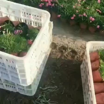 欧石竹