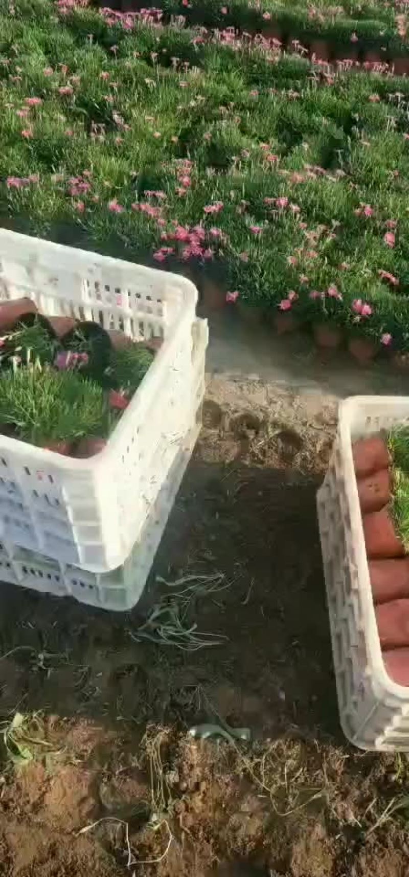 欧石竹