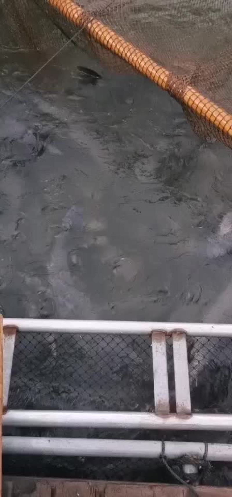 青鱼，规格15-25