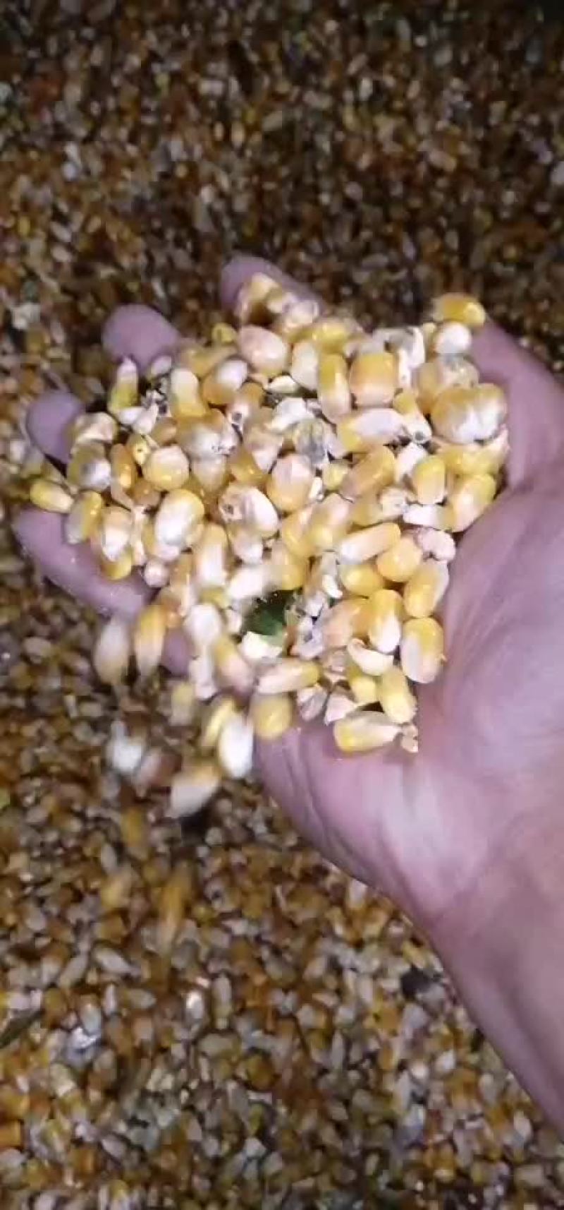 玉米