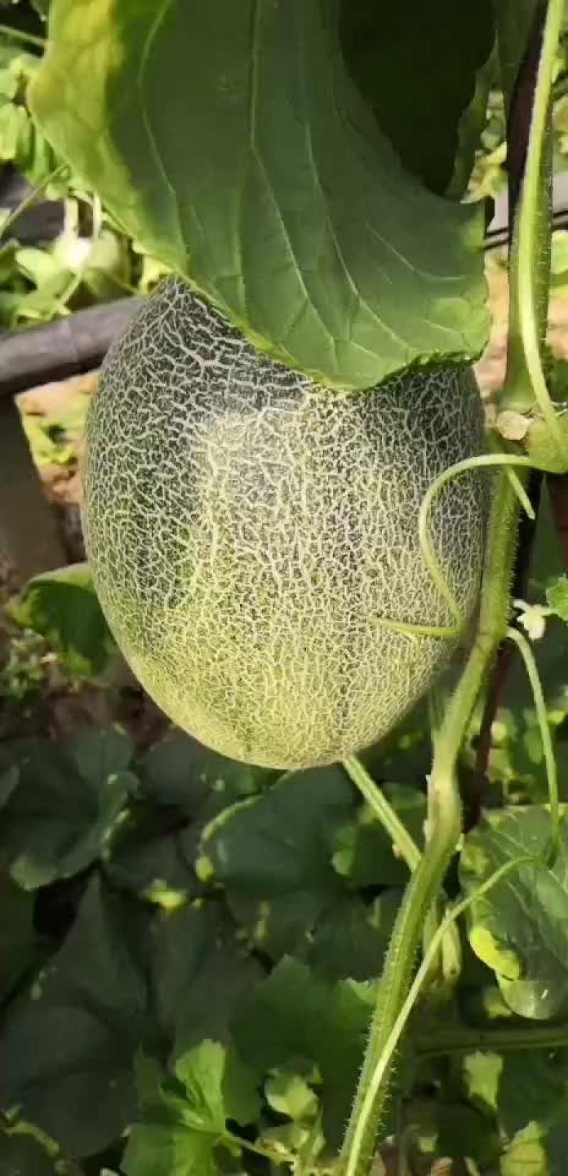 无籽西瓜，西州蜜大量上市