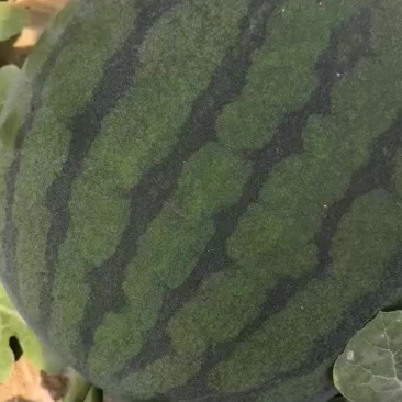 无籽西瓜，西州蜜大量上市