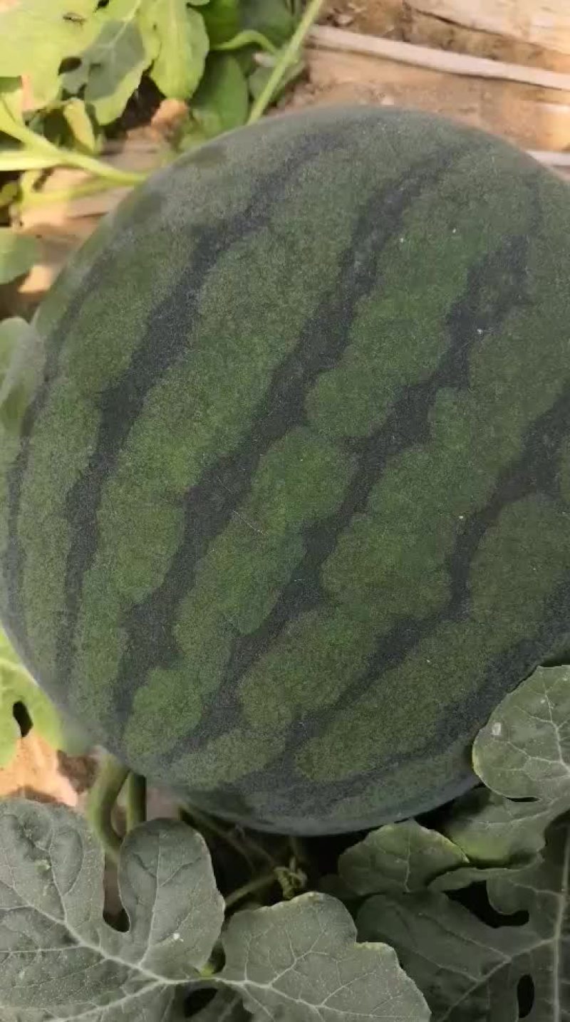 无籽西瓜，西州蜜大量上市