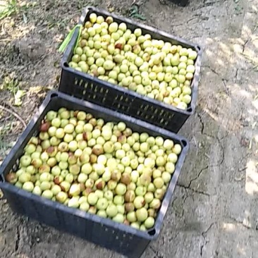 冬枣