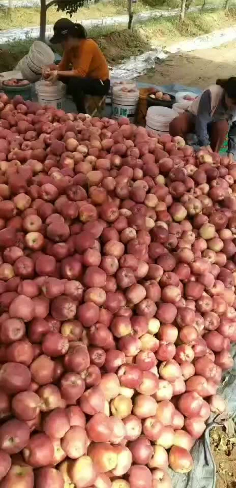 红星苹果