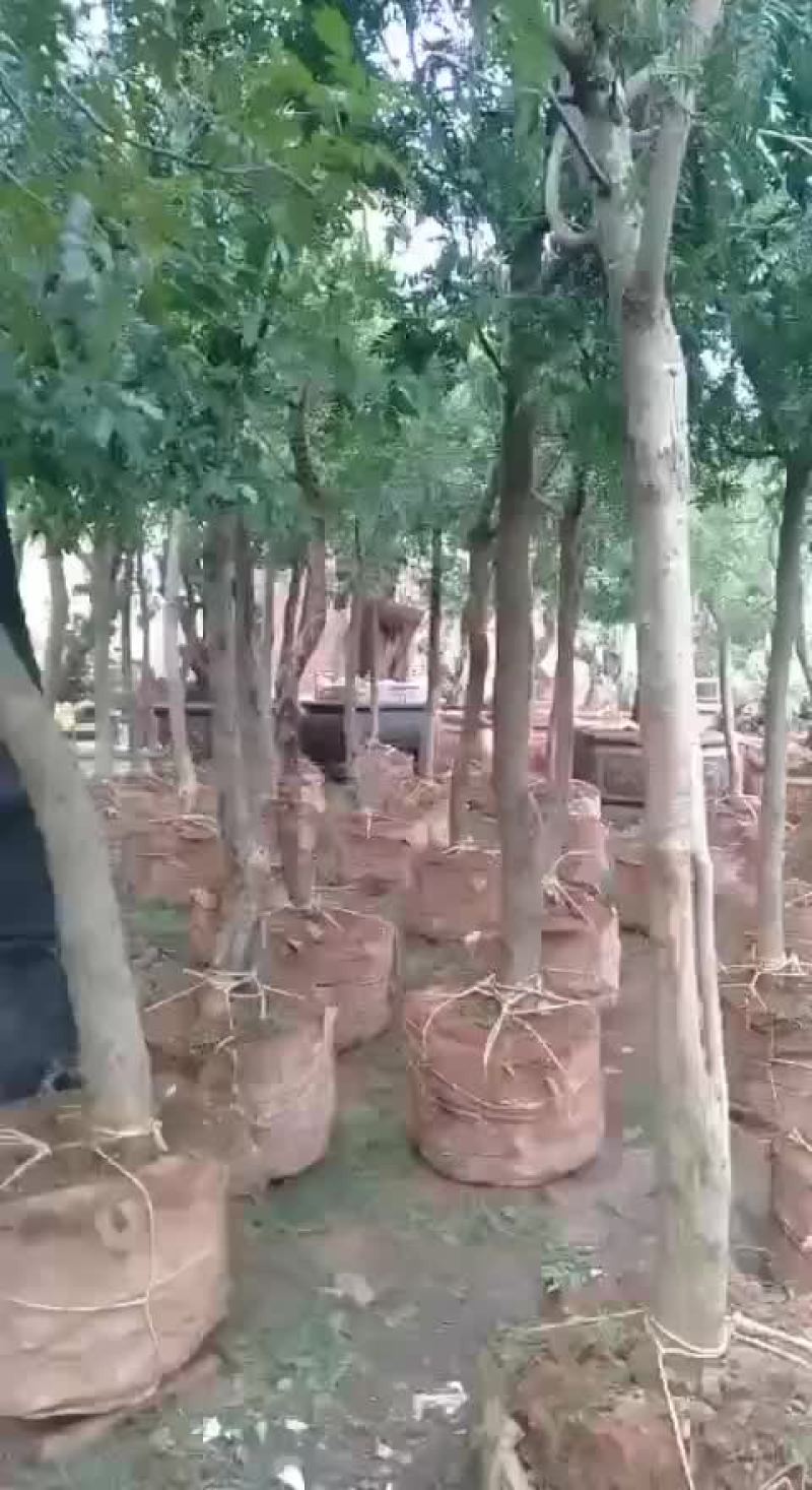 共160棵:6分有十多棵7一8分占多数9一10一Ⅱ分占一