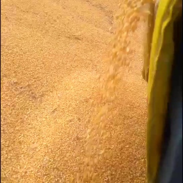 大量出售2019年玉米
