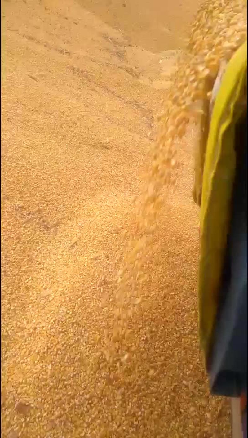 大量出售2019年玉米
