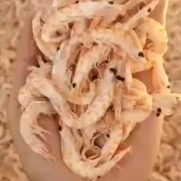 辽宁东港新鲜加工的美味磷虾