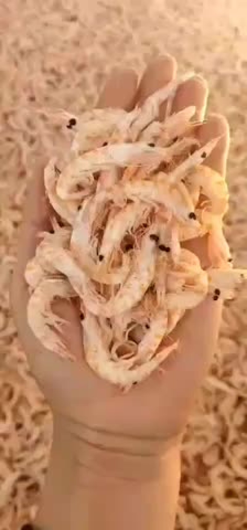 辽宁东港新鲜加工的美味磷虾