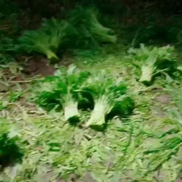 茼蒿