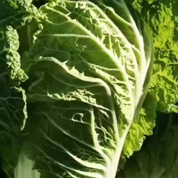 白菜