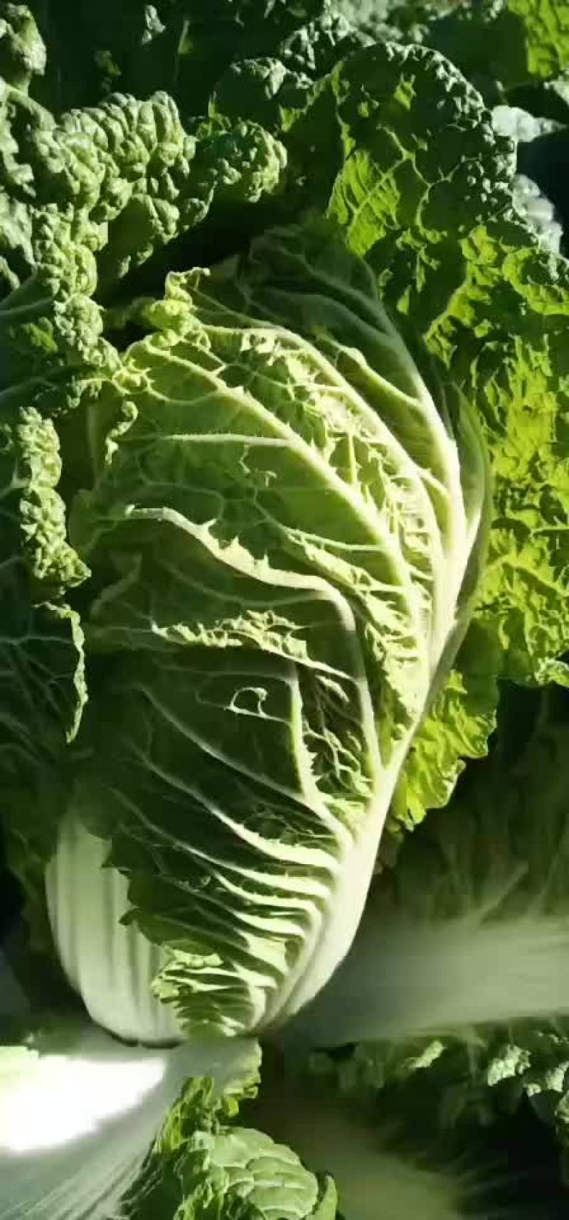 白菜