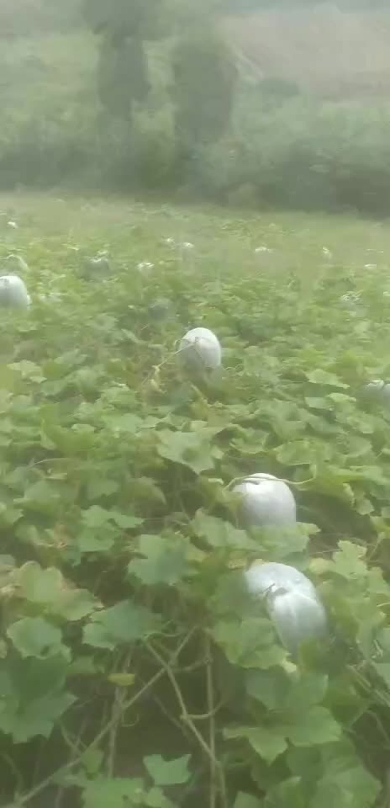 银辉冬瓜
